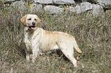 LABRADOR 767
